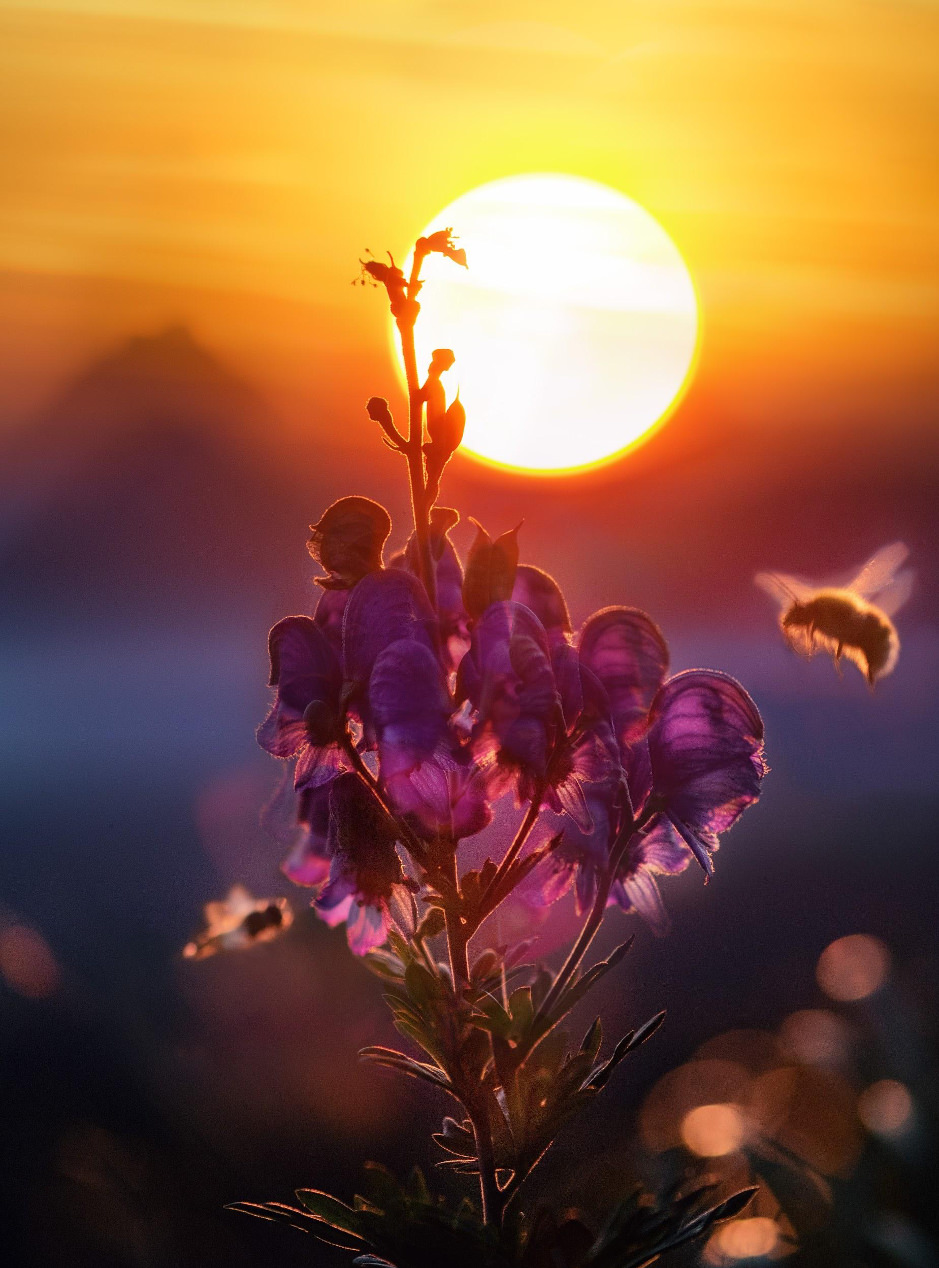 Bienen und Blumen