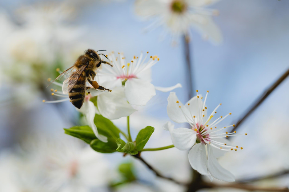 Bienenfreundliche Blumen