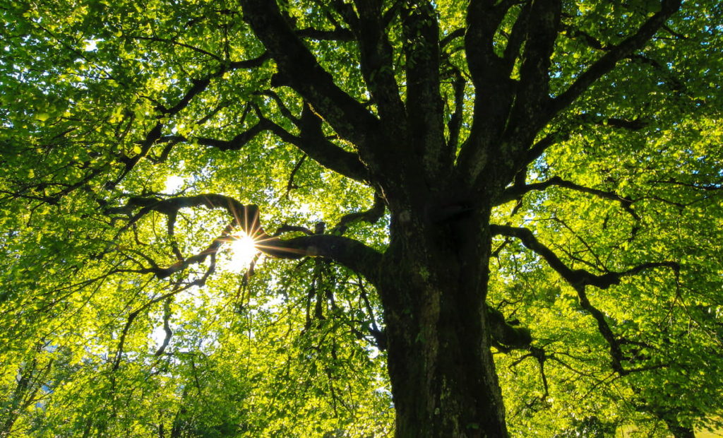 Baum - Gartenclever Baumdienst Berlin