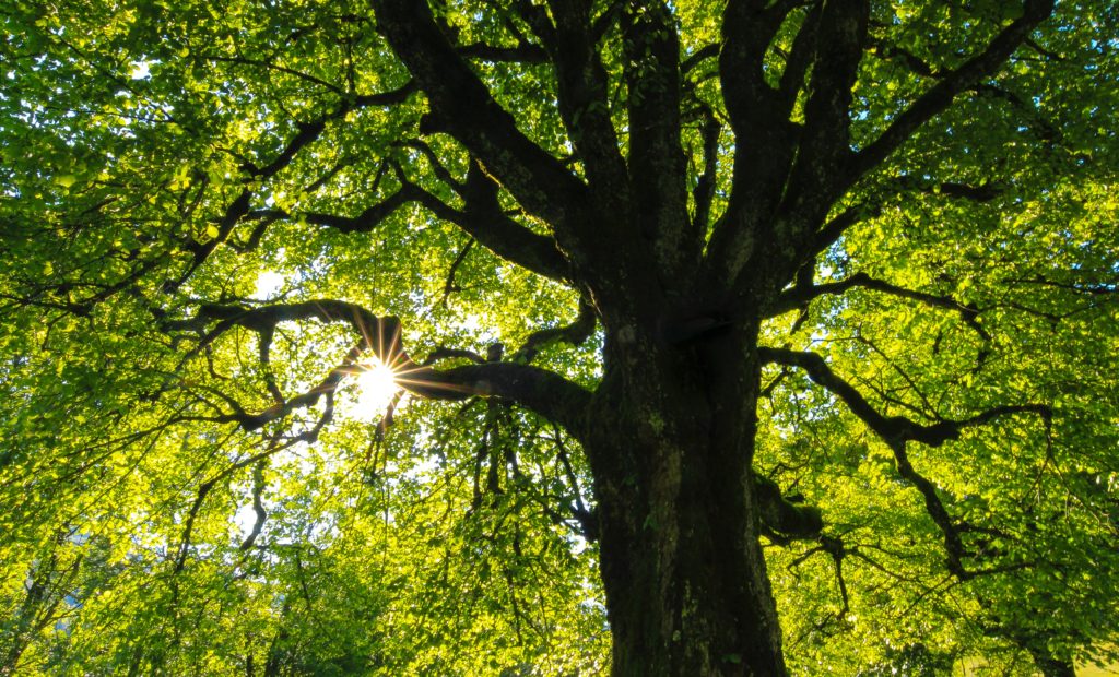 Baumkrone - Gartenclever Baumdienst Stuttgart